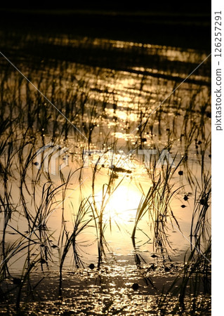 Sunset reflected in rice field Sunset reflected in rice field 126257291