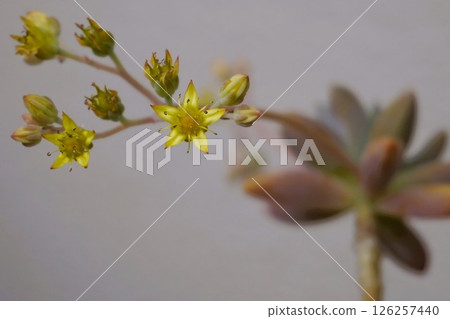 Succulent flower bloomed Succulent flower bloomed 126257440