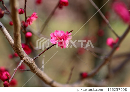 鮮豔的梅花 鹿兒島紅 126257908
