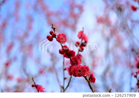 鮮豔的梅花 鹿兒島紅 鮮豔的梅花 鹿兒島紅 126257909