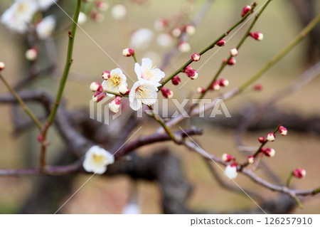 清爽的白梅花,單株野梅 清爽的白梅花,單株野梅 126257910