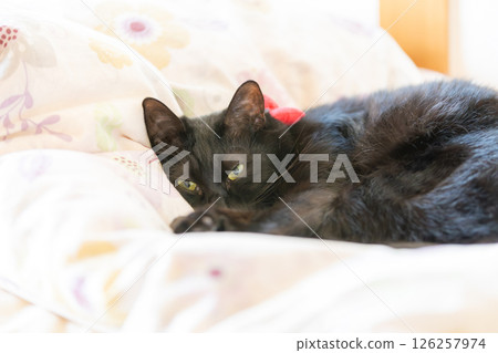 Black cat  126257974