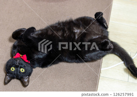 Black cat  126257991