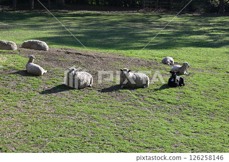 Lazing around, Chichibu Plateau Farm, Higashichichibu Village Lazing around, Chichibu Plateau Farm, Higashichichibu Village 126258146