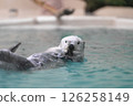 Sea otter looking at camera 126258149