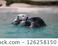 A sea otter floating on the water 126258150