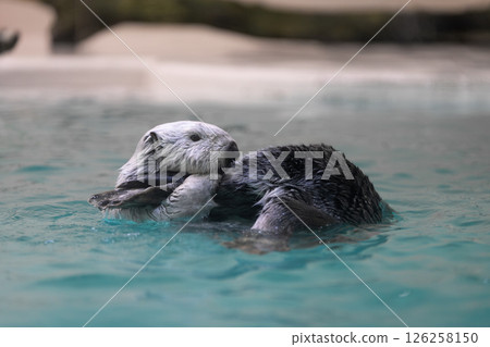 一隻海獺漂浮在水面上 一隻海獺漂浮在水面上 126258150