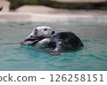 Sea otter floating on the water 126258151