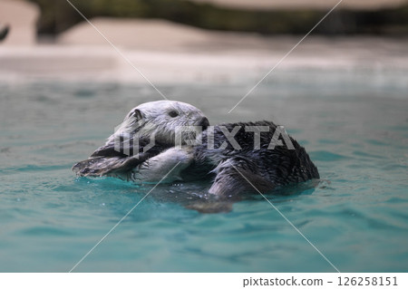 Sea otter floating on the water 126258151