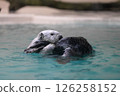 A floating sea otter 126258152