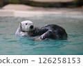 cute sea otter 126258153