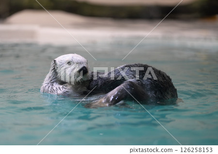 cute sea otter cute sea otter 126258153