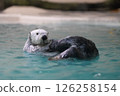Floating sea otter 126258154