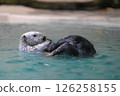 A floating sea otter 126258155