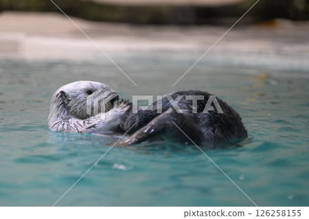 A floating sea otter 126258155