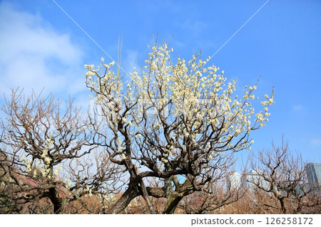 Refreshing White Plum Blossoms Moonlight Refreshing White Plum Blossoms Moonlight 126258172