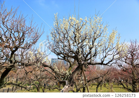 Refreshing White Plum Blossoms Moonlight 126258173