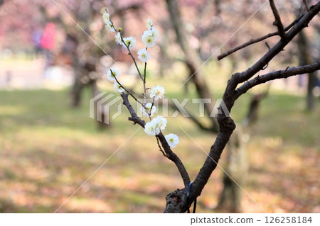 清爽白梅 桂月 126258184