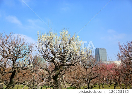 清爽白梅月色 126258185