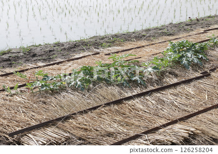 五月的西瓜田 126258204