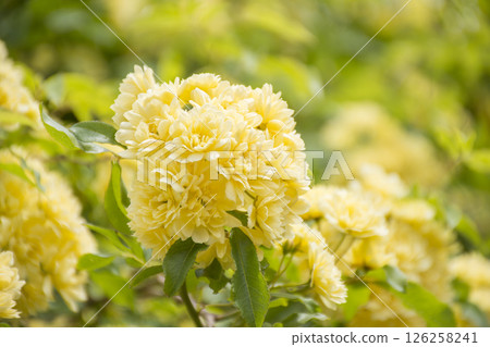 Yellow mock butter flower 126258241