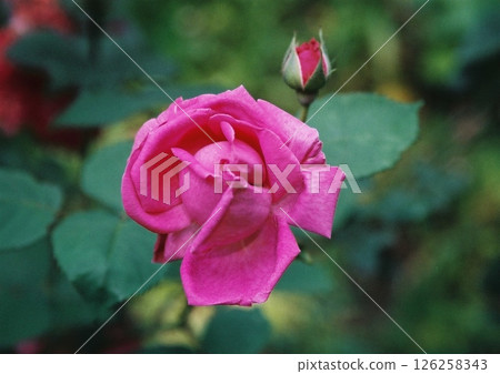 A film photograph of a pink rose and its buds seen from directly above A film photograph of a pink rose and its buds seen from directly above 126258343