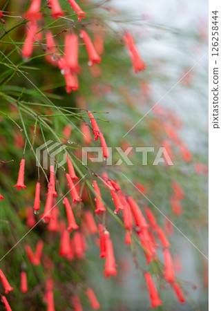 一朵被雨水打濕的紅色仙人掌花,上面還留有雨滴 一朵被雨水打濕的紅色仙人掌花,上面還留有雨滴 126258444