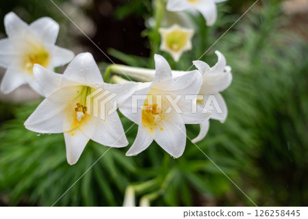 被雨滴打濕的白色喇叭百合花 被雨滴打濕的白色喇叭百合花 126258445