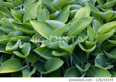 Hosta leaves filling the screen 126258544