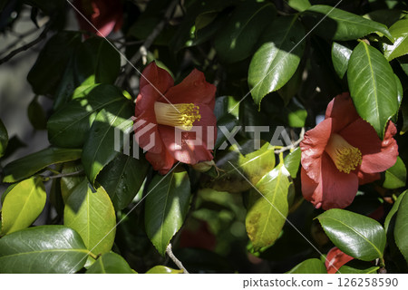 紅山茶 紅山茶 126258590