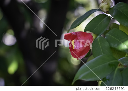 山茶花紅色的花朵 山茶花紅色的花朵 126258591