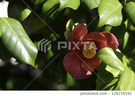 紅山茶花 126258592