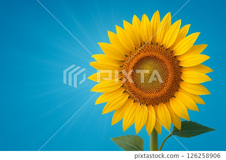 An illustration of a blooming sunflower on a blue background 126258906