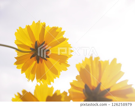 Coreopsis flowers blooming towards the sky 126258979