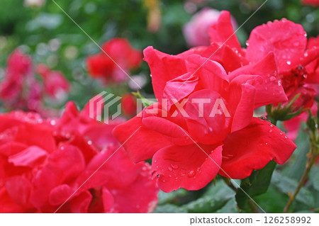 Roses Roses 126258992
