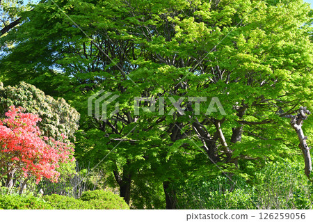 東秩父村秩父高原牧場附近,杜鵑花盛開,樹木蔥蘢 東秩父村秩父高原牧場附近,杜鵑花盛開,樹木蔥蘢 126259056