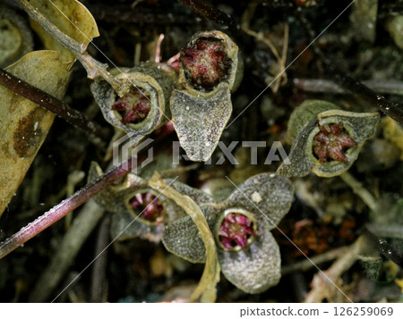 Flowers of the Japanese endemic species, Aristolochiaceae, Suzukakanaoi 126259069