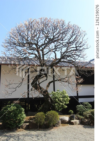 Plum blossoms at Gotokuji Temple Plum blossoms at Gotokuji Temple 126259076