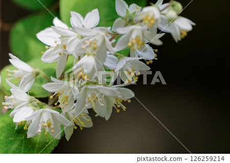 The pure white flowers of Deutzia gracilis, a species endemic to Japan and belonging to the Hydrangeaceae family 126259214