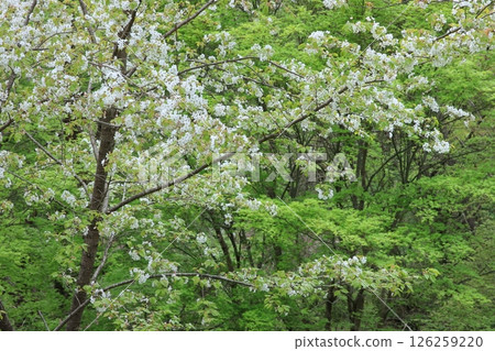 Spring forest Spring forest 126259220