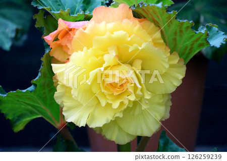 保加利亞海棠 126259239