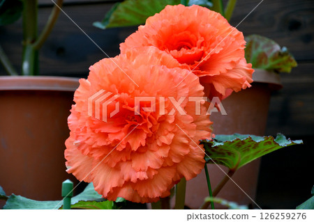 保加利亞海棠 126259276