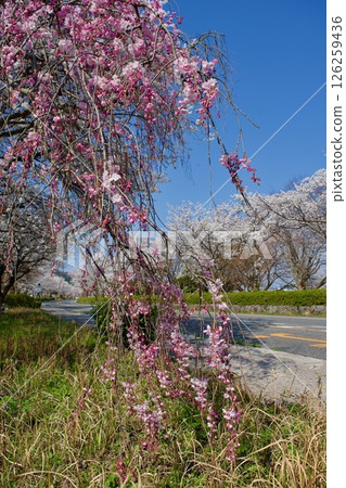 Red weeping cherry blossoms and Somei Yoshino cherry blossoms 126259436