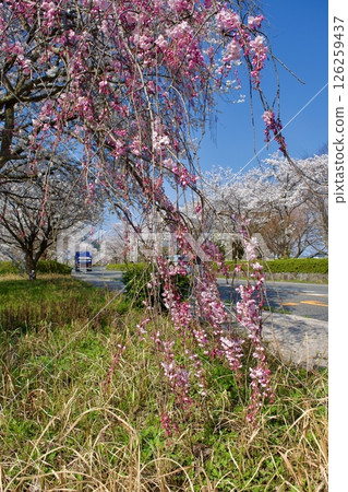Red weeping cherry blossoms and Somei Yoshino cherry blossoms 126259437