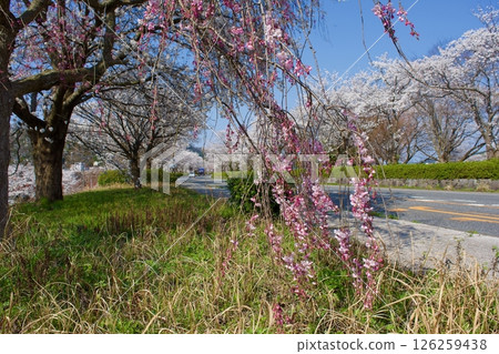 紅色垂枝櫻花和染井吉野櫻花 126259438