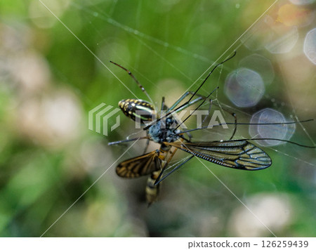 一隻圓蛛正在捕食大蚊 126259439