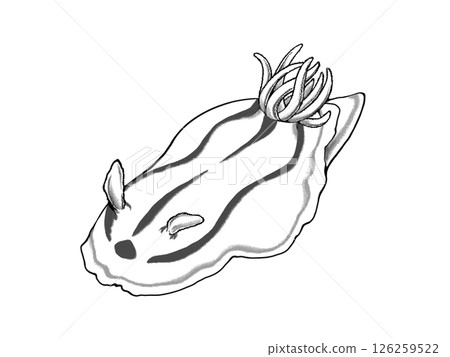 Monochrome illustration of a sea slug 126259522