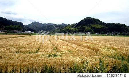 鹿兒島的熱帶風光 126259748