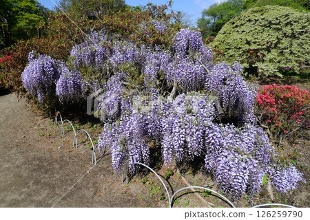 Wisteria flowers Wisteria flowers 126259790