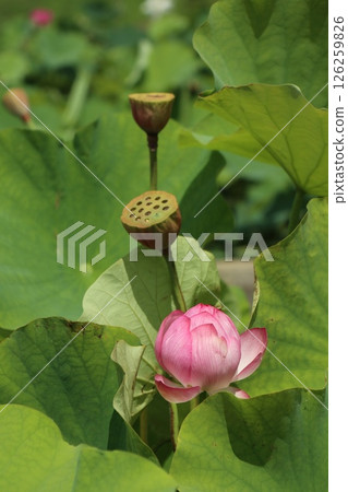Gorgeous lotus flower landscape Gorgeous lotus flower landscape 126259826